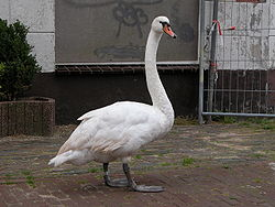 コブハクチョウ Cygnus olor.bmp